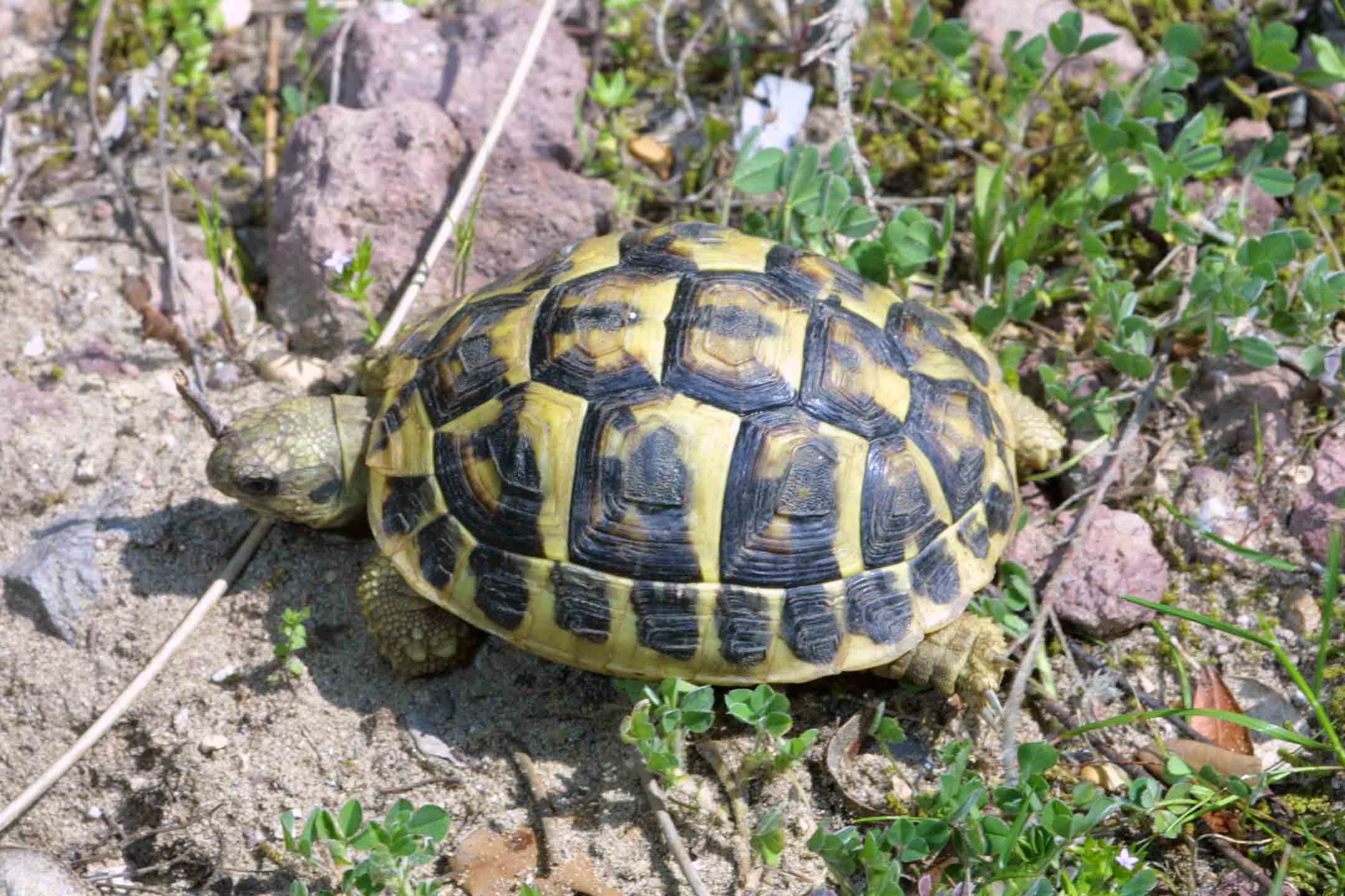 Testudo hermanni hermanni